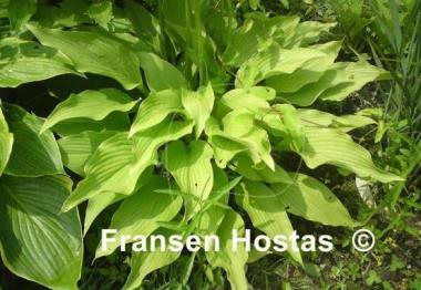Hosta Tall Boy