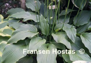 Hosta Tall Boy