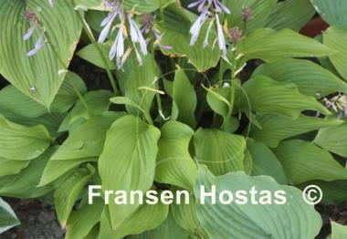 Hosta Tall Boy