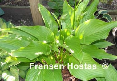Hosta Tall Boy