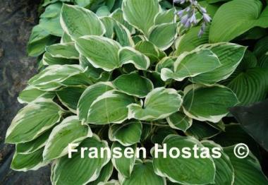Hosta Tambourine