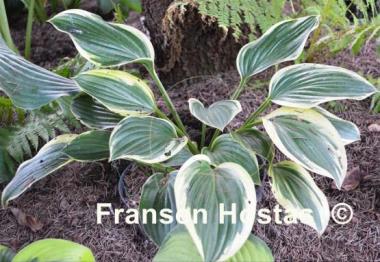 Hosta Tambourine