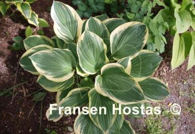 Hosta Tambourine