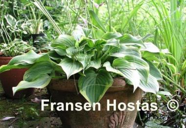 Hosta Tango