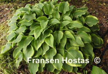 Hosta Tango