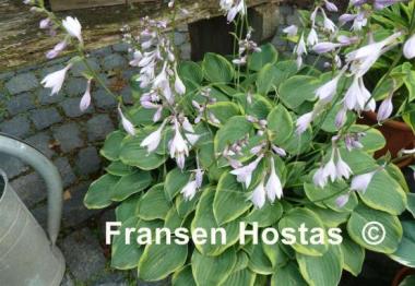 Hosta Tango