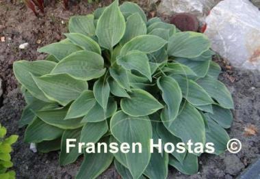 Hosta Tango