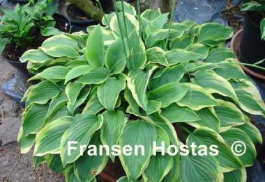 Hosta Tango