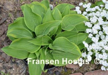Hosta Tango