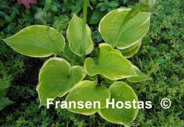 Hosta Tappan Zee