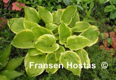 Hosta Tappan Zee