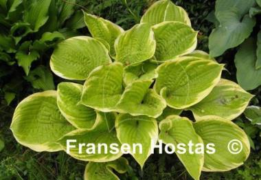 Hosta Tappan Zee