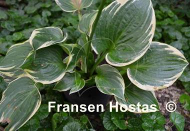 Hosta Tappan Zee