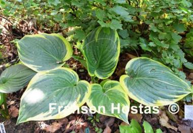 Hosta Tappan Zee
