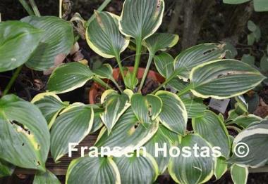 Hosta Tara
