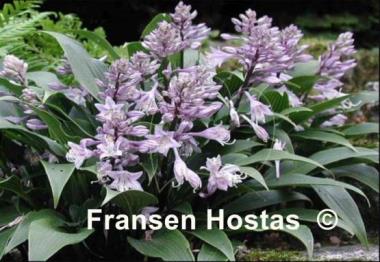 Hosta Tardiflora