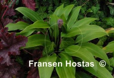 Hosta Tardiflora