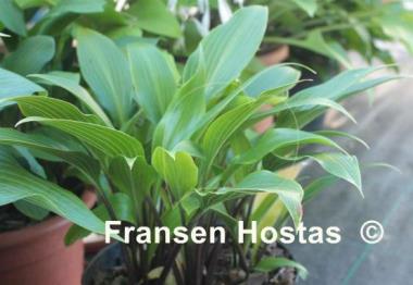 Hosta Tardiflora