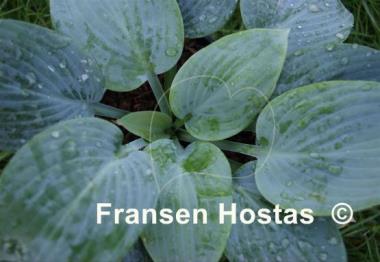 Hosta Tarheel Blue