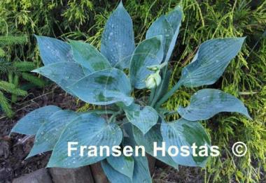 Hosta Tarheel Blue