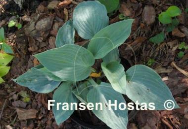 Hosta Tarheel Blue