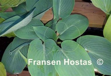 Hosta Tarheel Blue