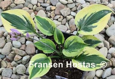 Hosta Tatooine