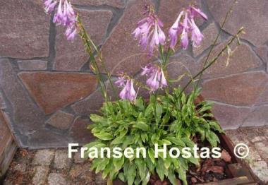 Hosta Tattle Tails