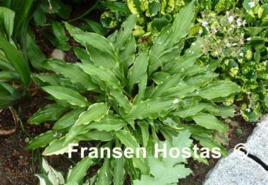 Hosta Tattle Tails