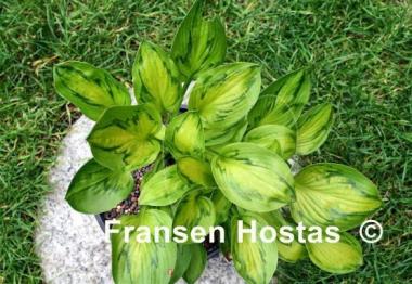 Hosta Tattoo