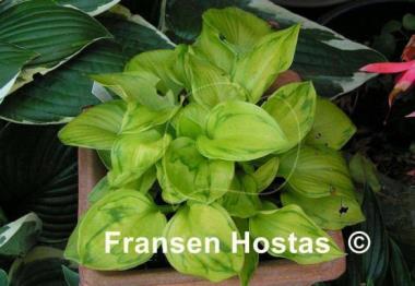 Hosta Tattoo