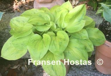 Hosta Tattoo