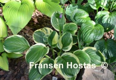 Hosta Tea and Crumpets