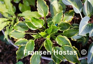 Hosta Tea at Bettys