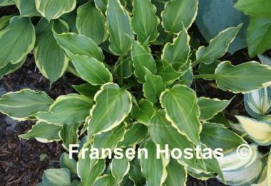 Hosta Tea at Bettys