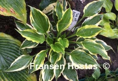 Hosta Tea at Bettys