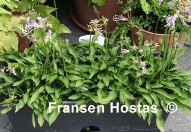 Hosta Tears of Joy