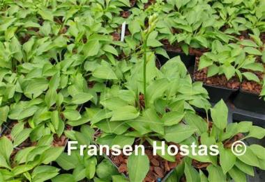 Hosta Tears of the Sun