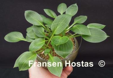 Hosta Teaspoon