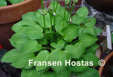 Hosta Teaspoon