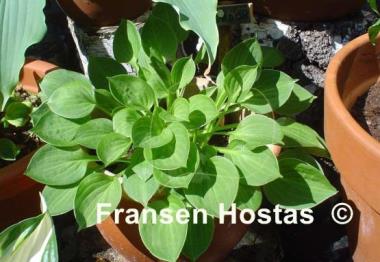 Hosta Teaspoon