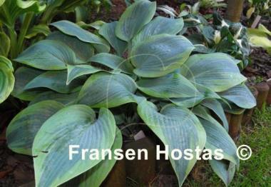 Hosta Teatime