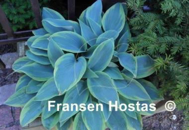 Hosta Teatime