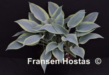 Hosta Teatime