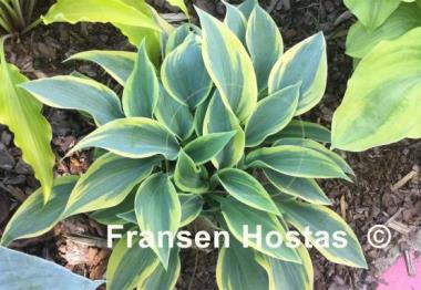 Hosta Teatime