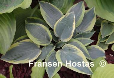 Hosta Teatime