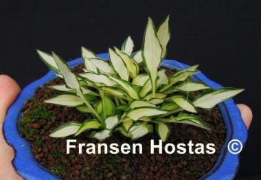 Hosta Teeny-weeny Bikini