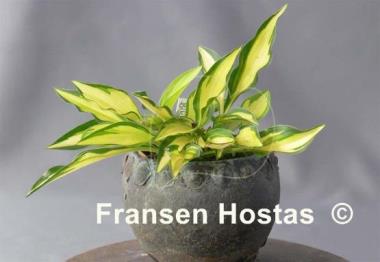 Hosta Teeny-weeny Bikini