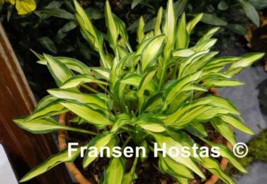 Hosta Teeny-weeny Bikini