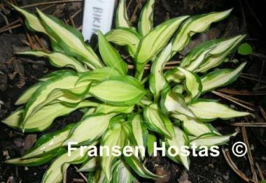 Hosta Teeny-weeny Bikini